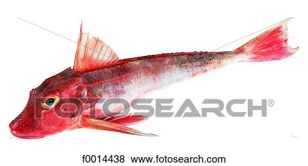 Surmullet View Large Photo Image Stock Photo - Surmullet. Fotosearch