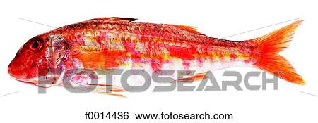 Surmullet View Large Photo Image Stock Photograph - Surmullet. Fotosearch
