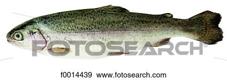 Stock Photo - Trout. Fotosearch