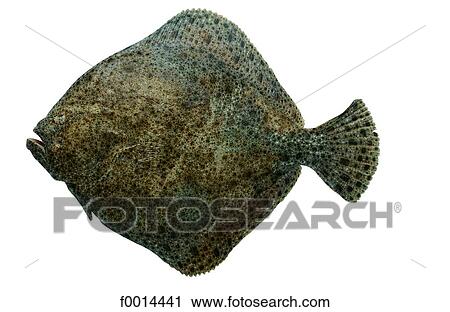 Turbot View Large Photo Image Stock Image - Turbot. Fotosearch