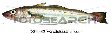 Whiting View Large Photo Image Stock Image - Whiting. Fotosearch