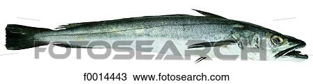 Whiting View Large Photo Image Stock Image - Whiting. Fotosearch