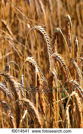 Ear of wheat View Large Photo Image Stock Image - Ear of wheat. Fotosearch