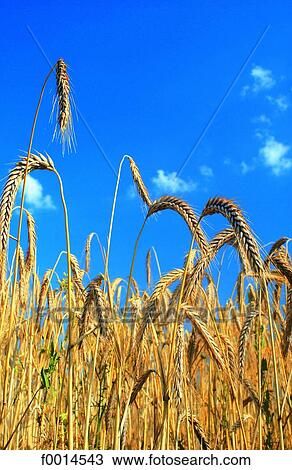 Ear of wheat View Large Photo Image Stock Image - Ear of wheat. Fotosearch
