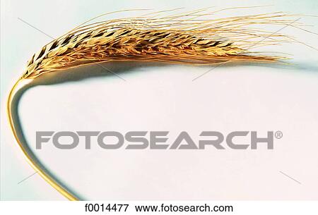 Ear of wheat View Large Photo Image Stock Photo - Ear of wheat. Fotosearch