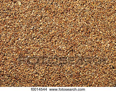 Wheat seed View Large Photo Image Picture - Wheat seed. Fotosearch