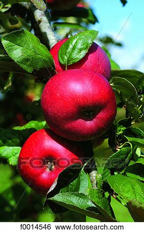 Apples on the tree View Large Photo Image Stock Photograph - Apples on the tree. Fotosearch
