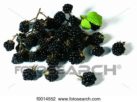 Blackberries View Large Photo Image Stock Image - Blackberries. Fotosearch