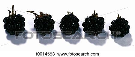 Blackberries View Large Photo Image Stock Image - Blackberries. Fotosearch