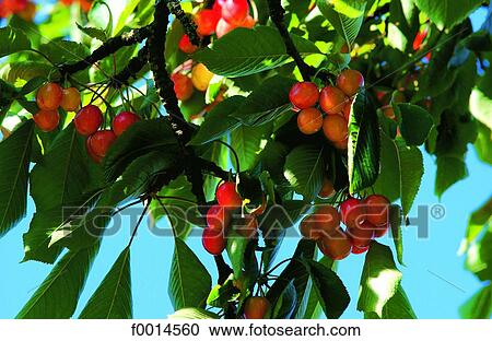 Cherry tree branch View Large Photo Image Stock Image - Cherry tree branch. Fotosearch