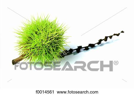 Chestnut View Large Photo Image Stock Image - Chestnut. Fotosearch