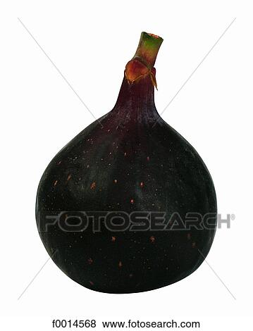 Fig View Large Photo Image Stock Photo - Fig. Fotosearch