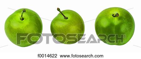 Greengage View Large Photo Image Stock Image - Greengage. Fotosearch