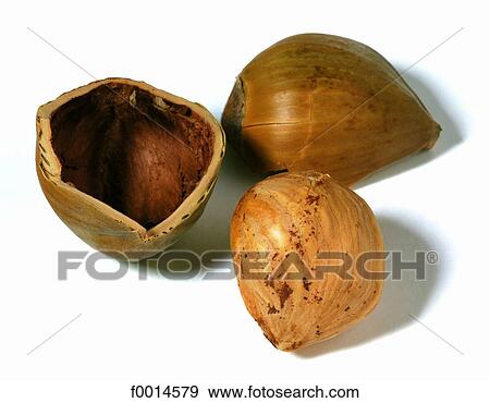 Hazelnut View Large Photo Image Stock Photo - Hazelnut. Fotosearch