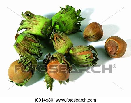 Stock Image - Hazelnuts. Fotosearch