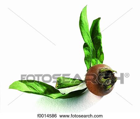 Medlar View Large Photo Image Stock Photograph - Medlar. Fotosearch