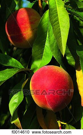 Peach View Large Photo Image Stock Image - Peach. Fotosearch