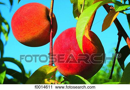 Peaches View Large Photo Image Stock Image - Peaches. Fotosearch