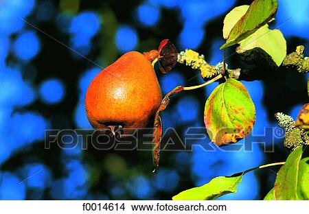 Picture - Pear. Fotosearch