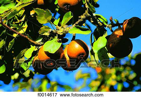 Pears View Large Photo Image Stock Photo - Pears. Fotosearch