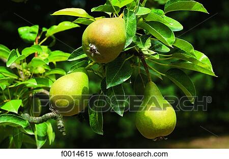 Pears View Large Photo Image Stock Photography - Pears. Fotosearch