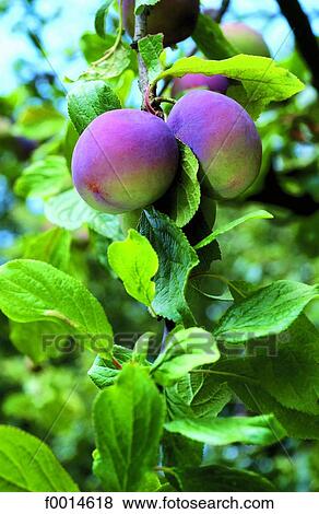 Plums View Large Photo Image Stock Photo - Plums. Fotosearch