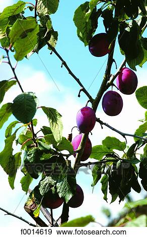 Plums View Large Photo Image Stock Photo - Plums. Fotosearch
