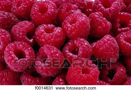 Raspberries View Large Photo Image Stock Image - Raspberries. Fotosearch