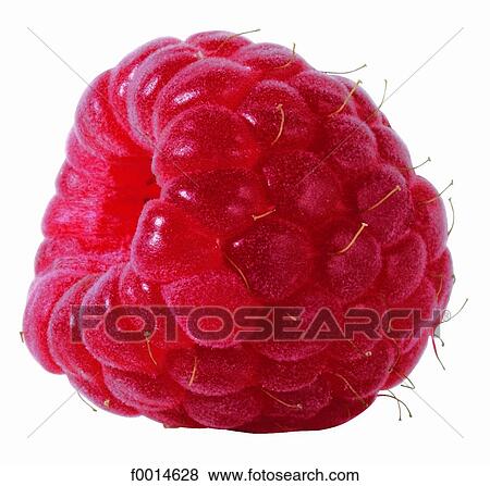 Raspberry View Large Photo Image Stock Photo - Raspberry. Fotosearch