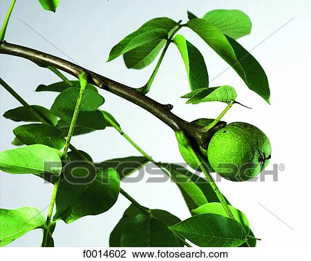 Stock Image - Walnut on branch. Fotosearch
