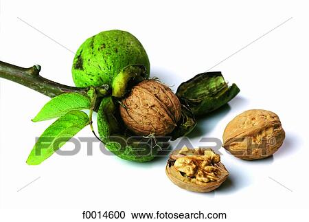 Walnut View Large Photo Image Stock Image - Walnut. Fotosearch