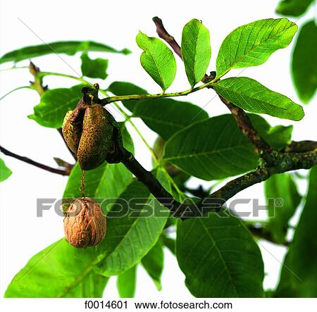 Walnut View Large Photo Image Stock Image - Walnut. Fotosearch