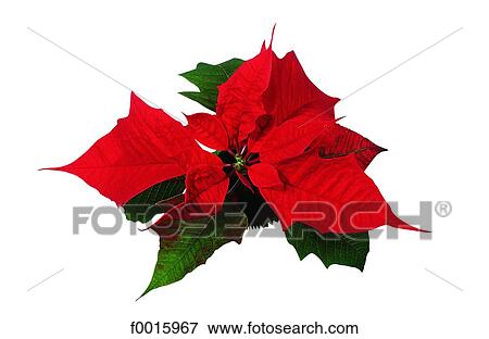 Celebrations: spanish Christmas View Large Photo Image Stock Photo - Celebrations: spanish Christmas. Fotosearch