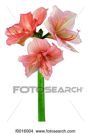 Picture - Amaryllis. Fotosearch