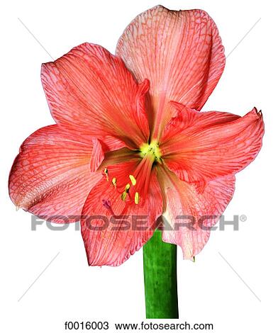 Stock Image - Amaryllis. Fotosearch