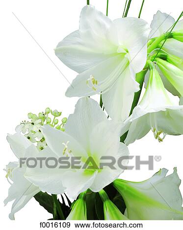 Stock Photo - Amaryllis. Fotosearch