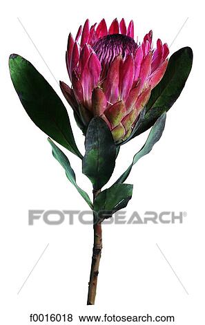 Artichoke flower View Large Photo Image Stock Photo - Artichoke flower. Fotosearch