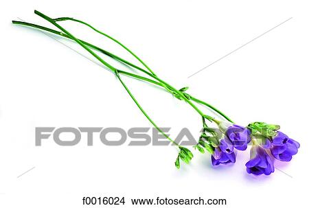 Picture - Blue freesia. Fotosearch