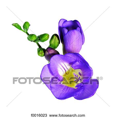 Stock Image - Blue freesia. Fotosearch