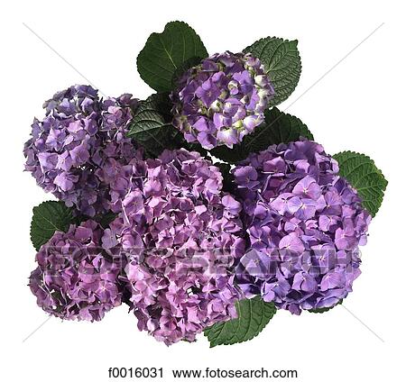Stock Image - Blue hydrangea. Fotosearch