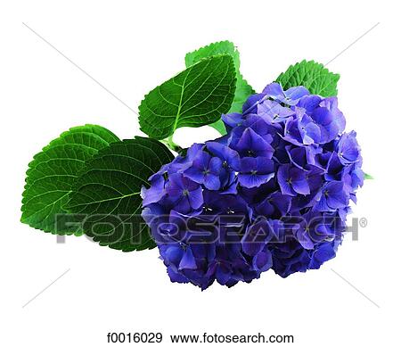 Stock Photo - Blue hydrangea. Fotosearch