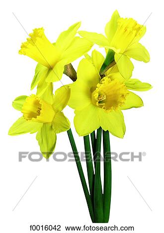 Bouquet of daffodils View Large Photo Image Stock Image - Bouquet of daffodils. Fotosearch