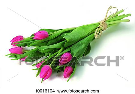 Picture - Bouquet of tulips. Fotosearch