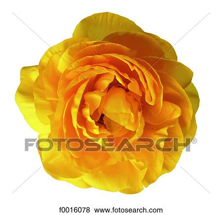 Buttercup View Large Photo Image Stock Photo - Buttercup. Fotosearch