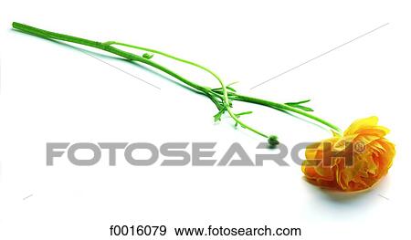 Stock Photo - Buttercup. Fotosearch