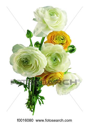 Buttercups View Large Photo Image Stock Image - Buttercups. Fotosearch
