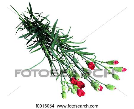 Picture - Carnation blossom. Fotosearch
