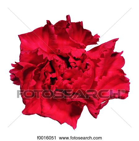 Stock Image - Carnation. Fotosearch