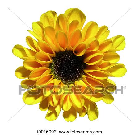 Chrysanthemum View Large Photo Image Stock Image - Chrysanthemum. Fotosearch