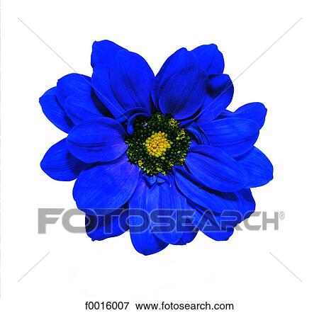 Stock Photo - Chrysanthemum. Fotosearch